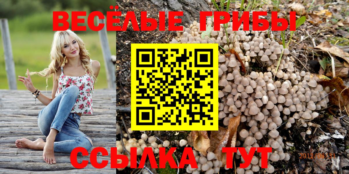 Галлюциногенные грибы Psilocybine cubensis Зеленодольск